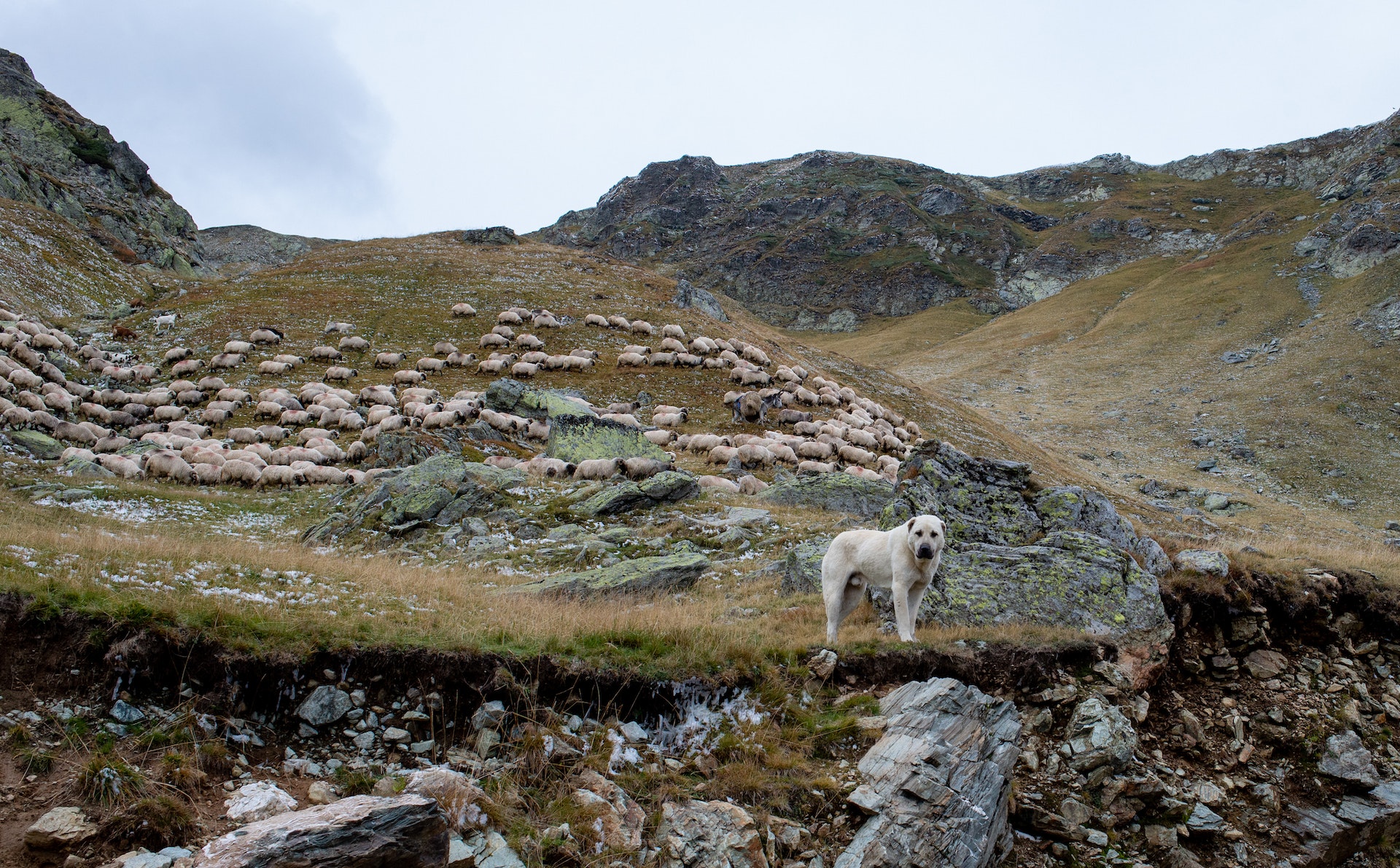 S'aventurer dans les alpages, c'est parfois se retrouver nez à nez avec un chien de protection. Le gardien du troupeau va alors tenter de discerner si votre présence est une menace ou pas. Comment réagir face à l'animal ? © Marian Strinoiu, Pexels